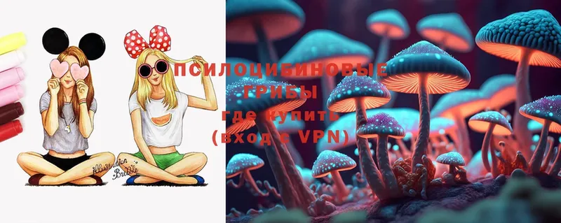 Галлюциногенные грибы Psilocybe  наркотики  Верхотурье 